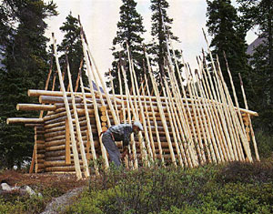 Dick Proenneke collected straight tree trunks for the roof